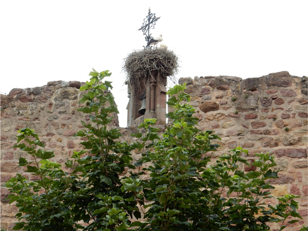 storks in alsace