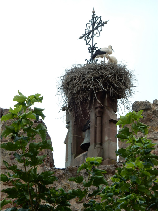 storks in eguisheim