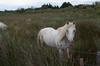 A Camargue Horse